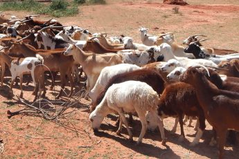 livestock-header